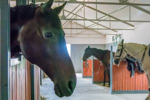 Ogier poturbował pracownika stajni. Stan mężczyzny jest ciężki