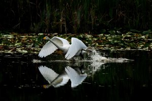  Lot nad rozlewiskiem