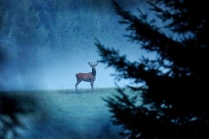  Byk na rykowisku nocą