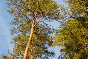 Uderzył dyrektora Lasów Państwowych w twarz. Prokuratura skierowała sprawę do sądu