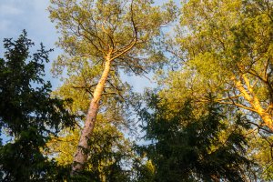 Leśnicy ratują świerki i sosny. Zagrożeniem jest mały niszczyciel drzew, czyli gąsienica brudnicy mniszki