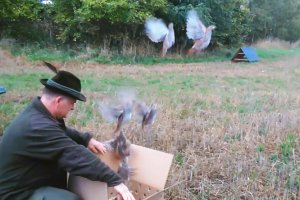 Populacja kuropatw w powiecie szczycieńskim jest coraz większa