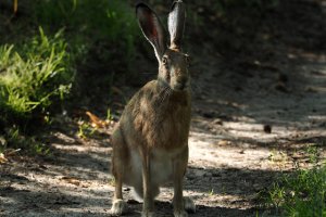  Zając podszedł fotografa