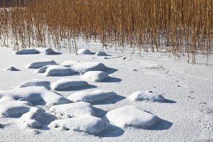 Zalew Wiślany: zbiór trzciny zgodnie z zasadami Natura 2000