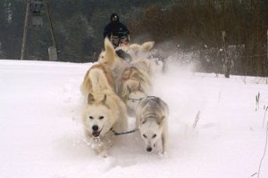  Dariusz Morsztyn zakończył wyścig w Norwegii