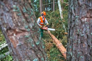 Święto drwali w Spychowie