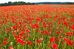  Większe uprawy maku i konopi