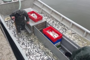 Śledziowe żniwa na Zalewie Wiślanym. Ryby przypłynęły na tarło