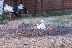 Opiekują się tysiącami ptaków. Fundacja Albatros świętuje15-lecie istnienia