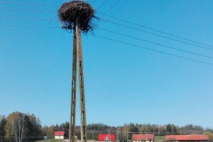  Bocianie gniazdo w niebezpieczeństwie