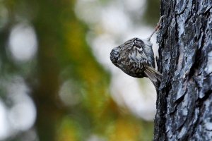 Ptasi Piknik. Spotkanie z ornitologami na mierzei