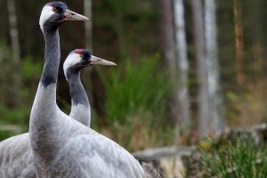 Na Warmii i Mazurach zameldowały się już pierwsze żurawie