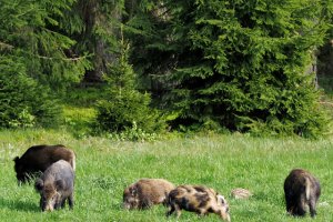  Przyrodę podziwiajmy z szacunkiem