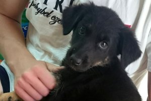  Piłkarze przygarnęli porzuconego psiaka