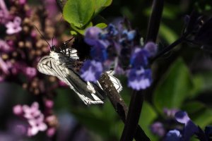  Kulminacja aktywności przyrody