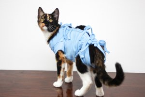 Jak można pomagać potrzebującym kotom?