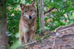 Leśnicy i wolontariusze uczą rolników, jak ustrzec gospodarstwa przed wilkami