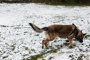  Kabar to jedyny pies w regionie do poszukiwania zwłok - FILM
