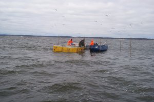 Trwa połów śledzi na Zalewie Wiślanym. 