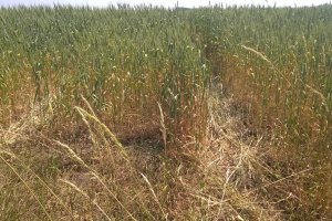 Uprawy we wszystkich 116 gminach Warmii i Mazur są zagrożone klęską żywiołową. PSL apeluje do rządu o pomoc rolnikom