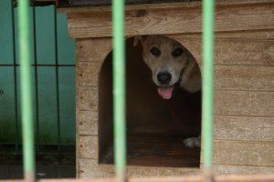 Są skargi na schronisko dla zwierząt prowadzone przez OTOZ Animals. Elbląscy urzędnicy kontrolują placówkę