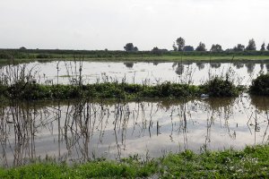 Odwilż zalewa Żuławy. Rolnicy alarmują: straty mogą być większe niż rok temu
