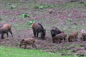 Rolnicy liczą szkody wyrządzone przez dziki na polach. Związek łowiecki szacuje, że straty są coraz mniejsze