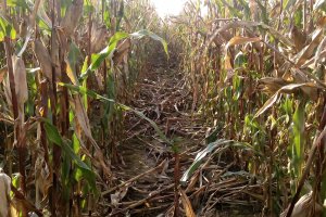 Rolnicy złożyli prawie 7 tysięcy wniosków o rekompensaty za straty w uprawach