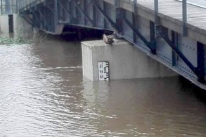 Stabilizuje się sytuacja na Żuławach. Służby monitorują sytuację