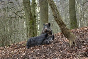Olsztyn. Służby weterynaryjne wykryły ASF u padłego dzika