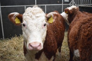 Czesi straszą zakazem importu polskiej żywności. Handlowa wojna dotyka producentów z Warmii i Mazur