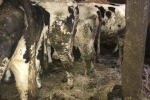 Jak rolnik spod Iławy traktuje swoje bydło. Zobacz zdjęcia i słuchaj