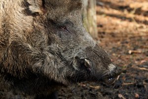 Nowe ogniska Afrykańskiego Pomoru Świń u dzików w regionie