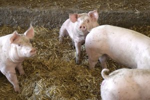 Stado świń wpadło do gnojowicy. Wiele z nich utonęło