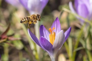 Astronomiczna wiosna - to już dziś. Przyjdzie dokładnie o godzinie 17.15.