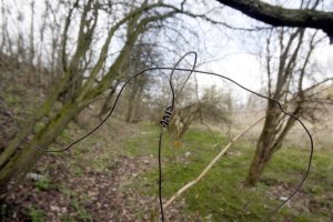 Przyszedł sprawdzić wnyki. Zatrzymano go przy sidłach, w których był martwy jeleń