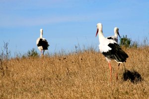 Spółka Energa pomoże ptakom. Miejsca w 
