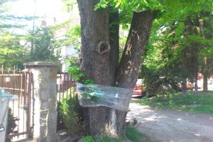 Elbląg ma sposób na ochronę kasztanowców. Miasto stosuje tę metodę od ponad 20 lat