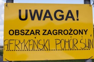 ASF nie daje o sobie zapomnieć. Pierwsze przypadki w regionie w 2024 roku