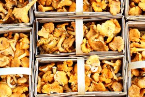 Wysyp grzybów w lasach, wysokie ceny na straganach