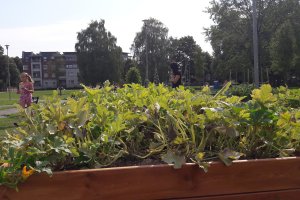 Ogórki, pomidory, pory, selery i kwiaty - to nowe gatunki, które pojawiły się w elbląskim parku
