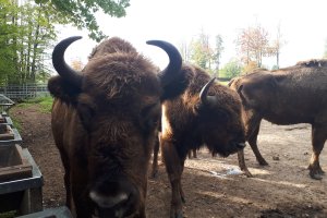 Stado żubrów w Puszczy Boreckiej jest liczne i zdrowe. Populację skontrolowali naukowcy
