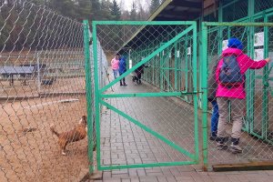 Awantura o szczeniaka w schronisku w Tomarynach. Prokuratura bada sprawę