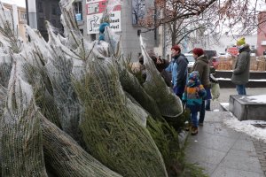 Jodła czy świerk? Choinkowe szaleństwo i ostatnia chwila na wybór drzewka