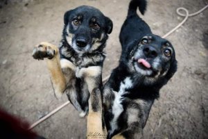 Bezdomność zwierząt. Problem jest wciąż bardzo aktualny