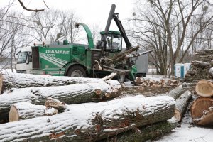 Trwa śledztwo ws. uszkodzenia rosnących przy drodze drzew. Trzeba było je wyciąć