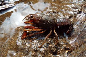 Eksperci zwracają uwagę: raki nie zawsze są wskaźnikiem czystości wody