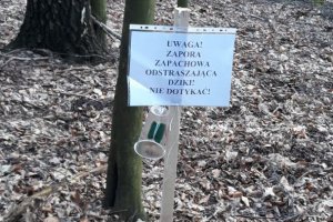 Powiat elbląski walczy z ASF-em. Specjalne zapory zapachowe mają odstraszać dziki