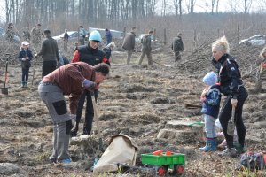 Nadleśnictwo Elbląg sadzi rocznie prawie 300 tysięcy drzew. 