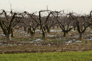 Synoptycy ostrzegają przed przymrozkami na Warmii i Mazurach